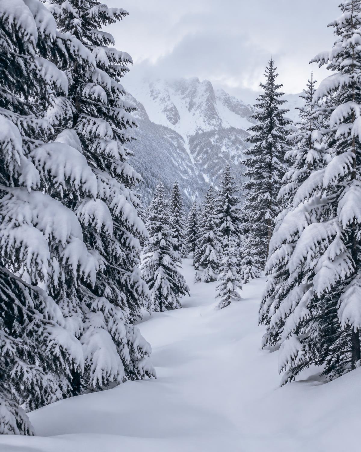 Verschneite Fichten und tiefer Schnee in der Winterlandschaft